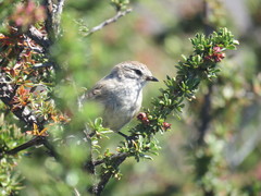 Leptasthenura aegithaloides