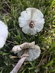 Chlorophyllum molybdites image