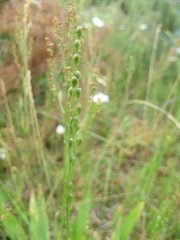 Dichanthelium xanthophysum