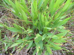 Dichanthelium xanthophysum