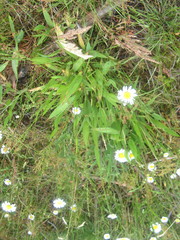 Dichanthelium xanthophysum