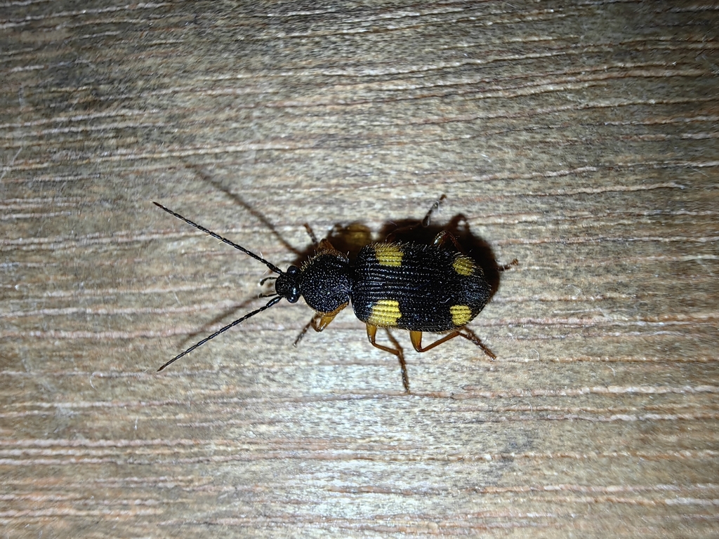 Craspedophorus japonicus