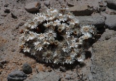 Helichrysum stoloniferum