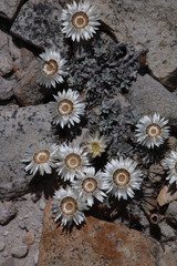 Helichrysum stoloniferum