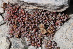 Esterhuysenia alpina