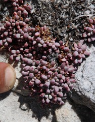Esterhuysenia alpina