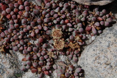 Esterhuysenia alpina