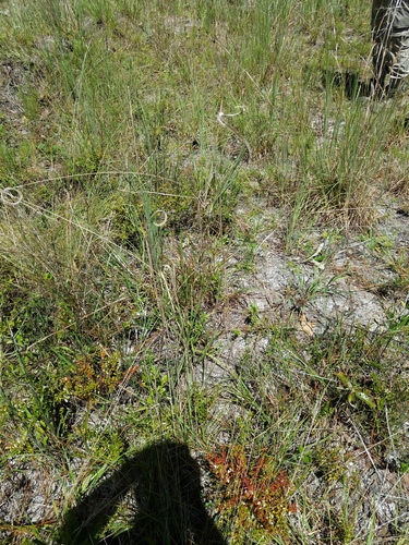 Florida Orangegrass (Ctenium floridanum)