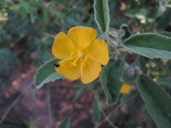 Melhania acuminata