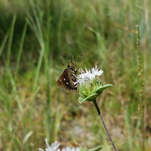 Twin-spot Skipper photo 3