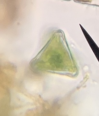Staurastrum orbiculare