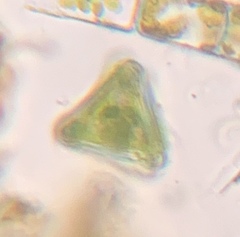 Staurastrum orbiculare