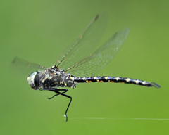 Gomphaeschna furcillata