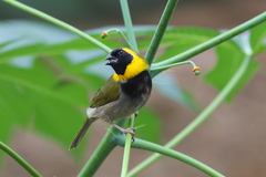 Cuban Grassquit photo 3