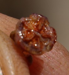 Esterhuysenia alpina