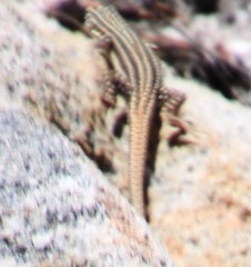 Pedioplanis burchelli