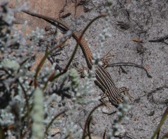 Pedioplanis burchelli