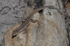 Pedioplanis burchelli