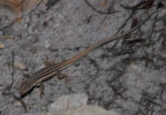 Pedioplanis burchelli