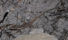 Pedioplanis burchelli