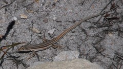 Pedioplanis burchelli