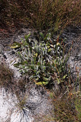 Protea laevis