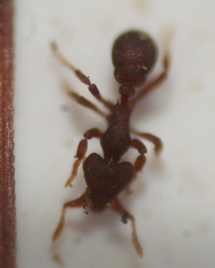Eurhopalothrix floridana