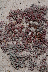 Esterhuysenia alpina