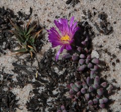 Esterhuysenia alpina