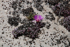 Esterhuysenia alpina