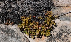 Esterhuysenia alpina