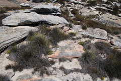 Esterhuysenia alpina