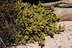 Esterhuysenia alpina