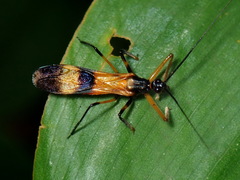 Hiranetis