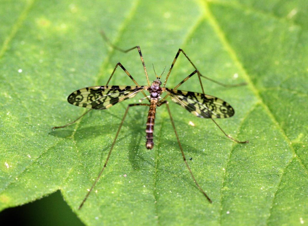 Typical Crane Flies