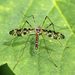 Typical Crane Flies - Photo (c) sokolkov2002, some rights reserved (CC BY-NC), uploaded by sokolkov2002