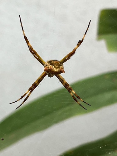 Silver Garden Orbweaver