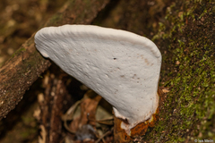 Ganoderma testaceum