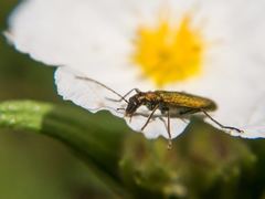 Chrysanthia viridissima