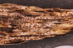 Cryptodiscus pallidus image