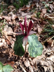 Trillium maculatum