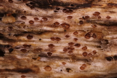 Cryptodiscus pallidus image