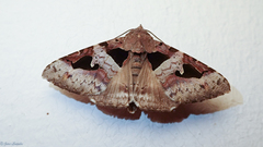 Avatha bubo