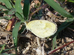 Eurema lucina