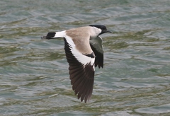 River Lapwing photo 2