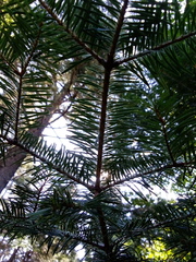 Abies balsamea image