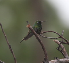 Riccordia ricordii