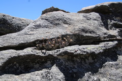 Euryops othonnoides