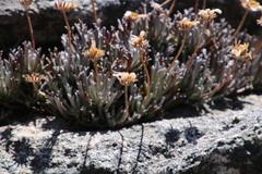Euryops othonnoides