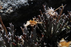 Euryops othonnoides